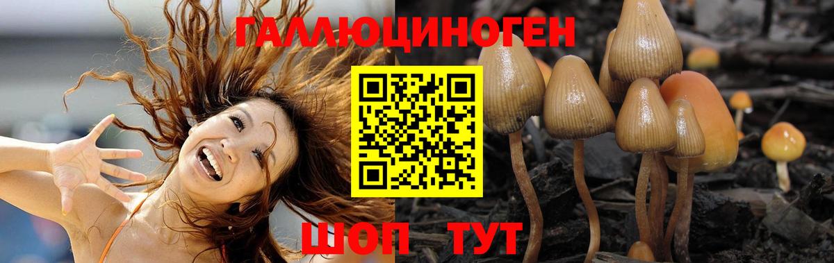 Псилоцибиновые грибы Psilocybe  Вход с VPN  Ивантеевка 